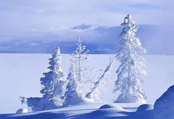 Frosty trees in West Thumb Geyser Basin, Yellowstone National Park, USA