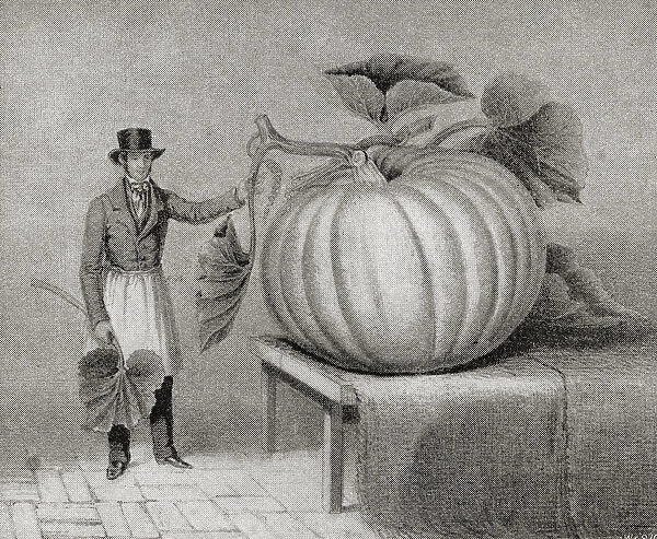 Gigantic Gourd Grown By John Thomas Leathes In 1846. It Weighed 196Lb And Measured 7Ft. 3Ins. In Circumference. From The Strand Magazine Published 1897