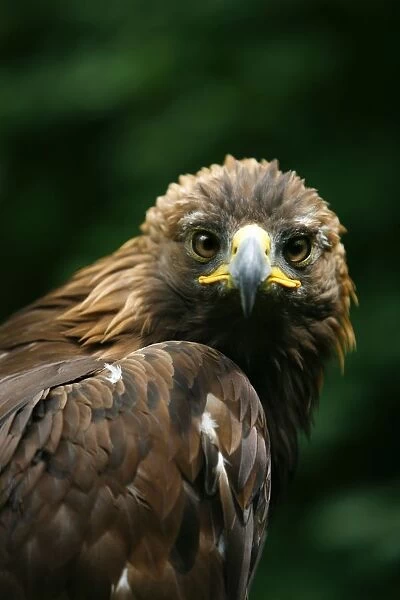 Golden Eagles Face (Aquila Chrysaetos)