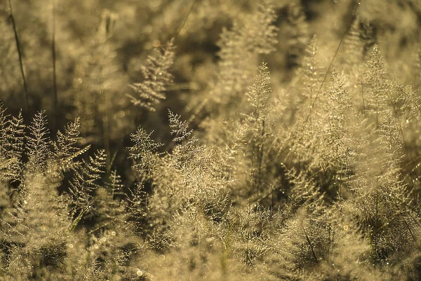 Grass With Dew On It At Dawn, Liwonde National Park; Malawi