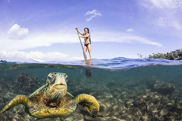 Green sea turtle and SUP surfer, Hawaii