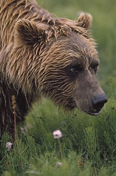 Grizzly Bear Wet From Rain