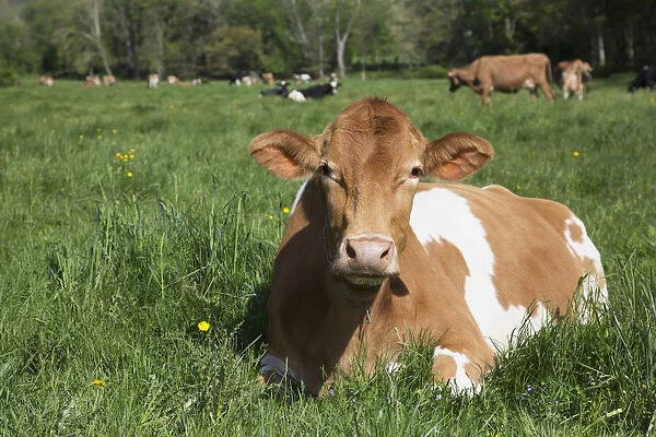 Guernsey Cow Chewing Cud, Lying In Lush Spring Meadow; Granby, Connecticut, United States Of America