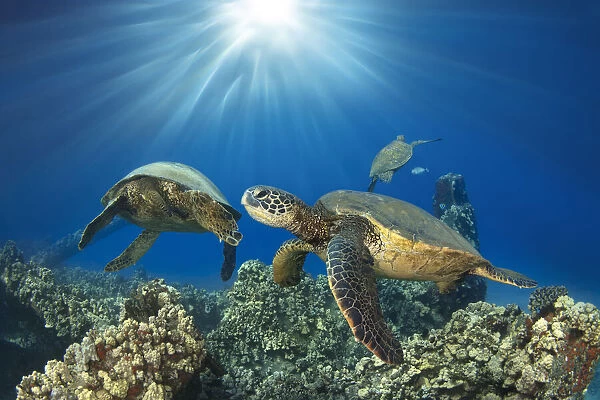 Hawaiian Green Sea Turtles with sunburst, Hawaii, USA