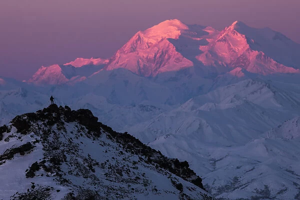 A Hiker On A Ridge In Denali National Park Is Dwarfed By Denali At Sunrise In Winter; Alaska, United States Of America