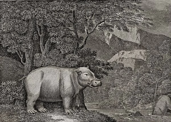 The Hippopotamus Of The Cape Of Good Hope. 18Th Century Print