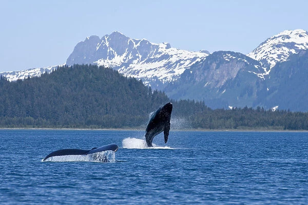 A Humpback Whale Calf Breaches As Its Mother Swims At The Surface Nearby, Dundas Bay, Glacier Bay National Park, Inside Passage, Alaska