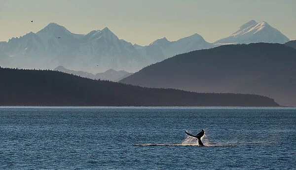 A humpback whale tail slapping near Point Adolphus in Glacier Bay