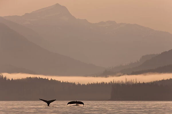 Humpback Whales Dive Showing Their Tails At Sunrise In Frederick Sound, Inside Passage, Coastal Range, Southeast Alaska, Summer. Composite