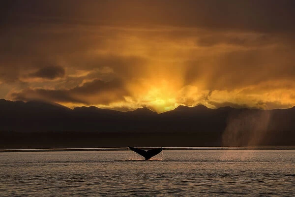 Humpback whales tail sticking up out of the water with sunset glowing behind mountains, Alaska, USA