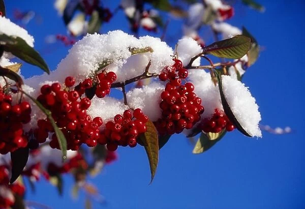 Ireland; Close-Up Of Snow-Covered Winter Berries
