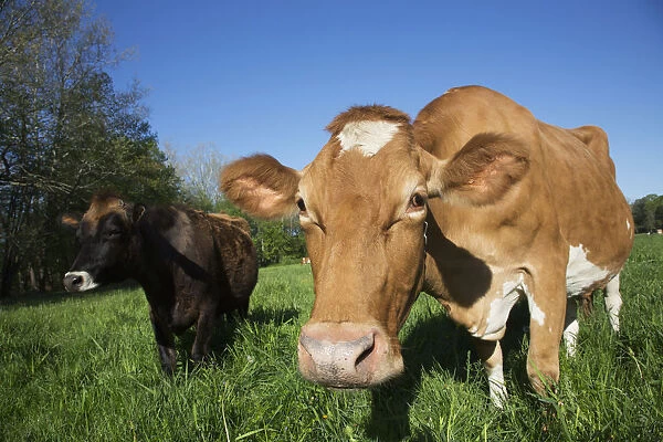 Jersey Cow (On The Left) With Guernsey In Spring Pasture; Granby, Connecticut, United States Of America