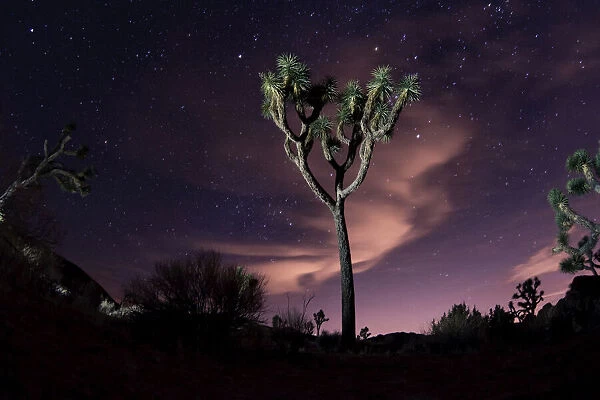 Joshua Trees standing in front of a starry night sky, Joshua Tree National Park, California, USA