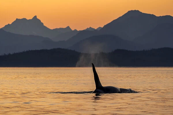 Killer Whale, Inside Passage, Alaska, USA