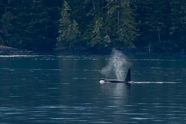 A killer whales, Orcinus orca, swimming on the surface
