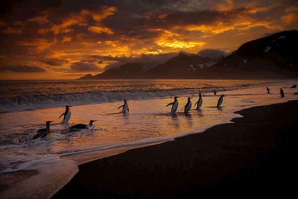 King penguins, Aptenodytes patagonica, coming ashore at sunrise