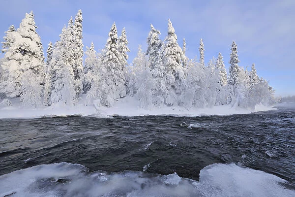 Kitkajoki River and Snow Covered Forest, Kuusamo, Northern Ostrobothnia, Finland