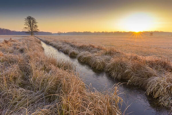 Landscape with stream and lone tree at Sunrise in February in Hesse, Germany