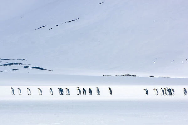 Line up of king penguins walking along the snow covered tundra, South Georgia Island, Antarctica