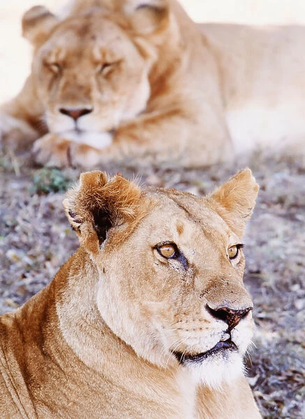 Lionesses Lying In Shade In Msai Mara Game Reserve