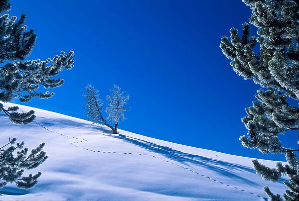 Lodgepole pines and a snowy landscape in Yellowstone National Park, USA