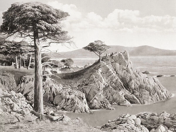The Lone Cypress Midway Point on the 17 Mile Drive which includes Del Monte, Monterey and Pacific Grove, California, United States of America, c. 1915. From Wonderful California, published 1915