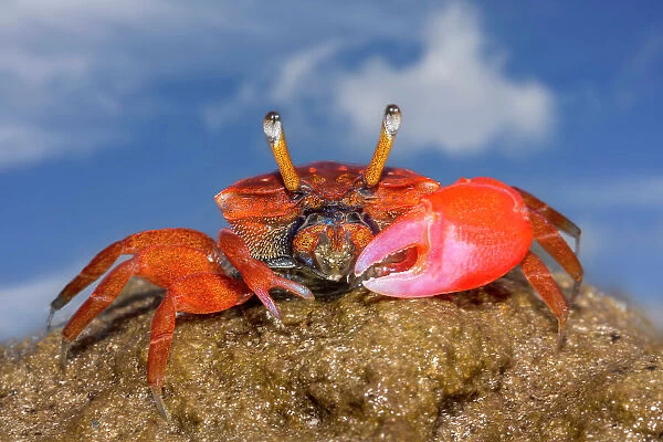NA. A male fiddler crab, Uca sp, on the island of Yap, Micronesia