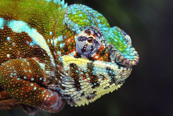 Male panther chameleon (furcifer pardalis); British columbia canada