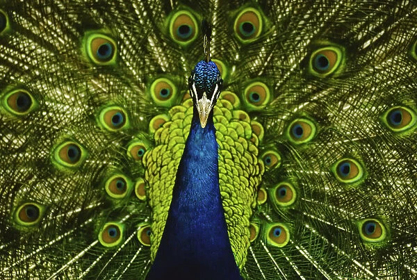 Male peacock displaying beautiful plumage
