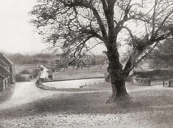 The Martyrs Tree, a sycamore at Tolpuddle in Dorset, England, regarded by some as the birthplace of the British trades union movement. From The Martyrs of Tolpuddle, published 1934