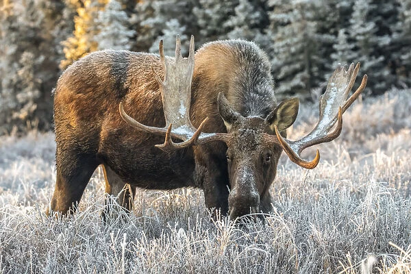 Mature bull moose feeding in frosty field