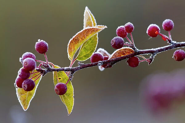 NA. Morning frost on a bing cherry branch