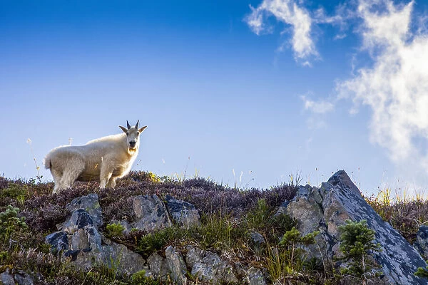 Mountain goat, High Divide Trail, Olympic National Park, Washington USA