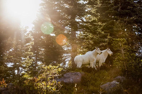 Mountain goats, High Divide Trail, Olympic National Park, Washington USA