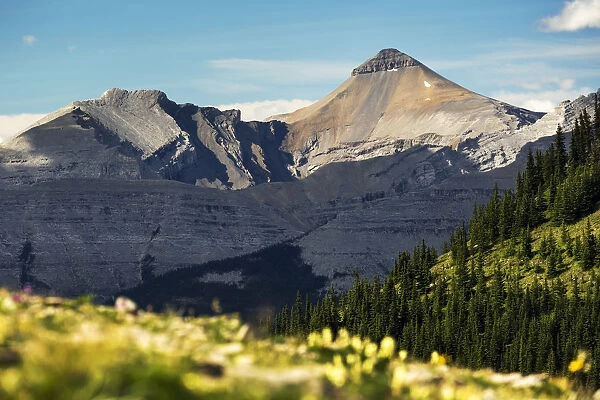 Mountain Range With Wildflowers On Hillside In The Foreground And Blue Sky; Bragg Creek, Alberta, Canada