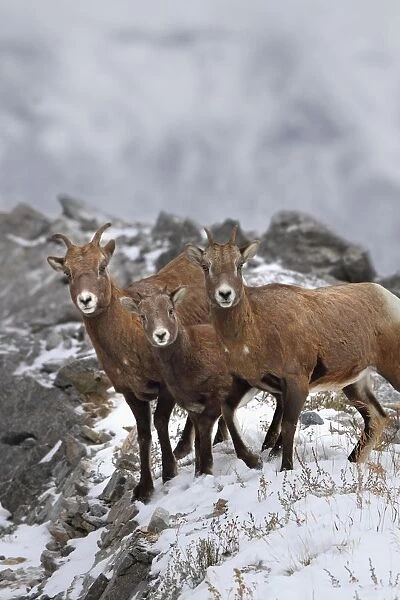 Mountain Sheep Family; Nordegg, Alberta, Canada