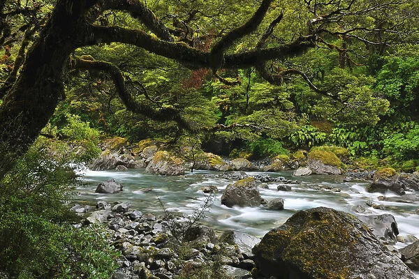 Mountain Stream, Fiordland National Park, Te Wahipounamu, Southland, South Island, New Zealand