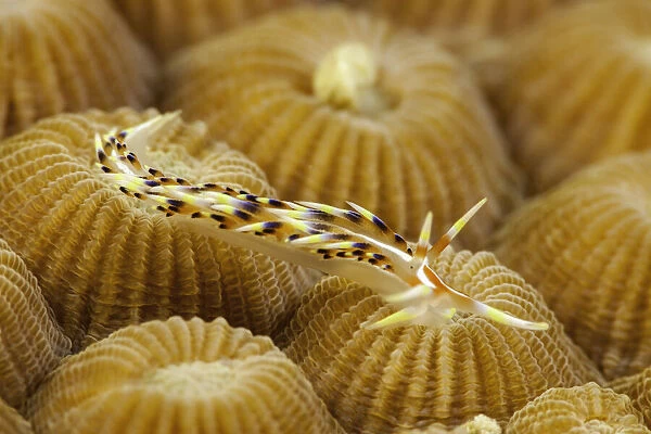 Nudibranch, Fiji