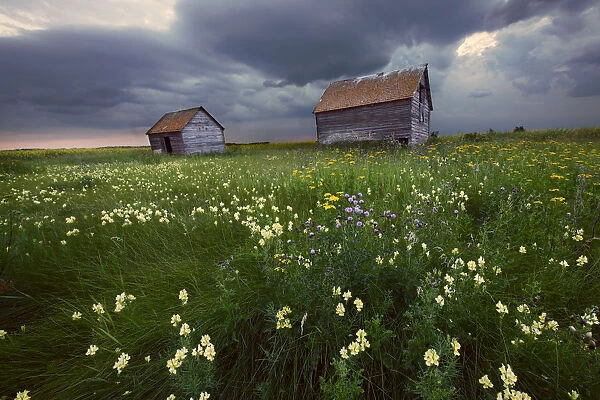 Two Old Granaries With Prairie Wildflowers Under Storm Clouds In Central Alberta