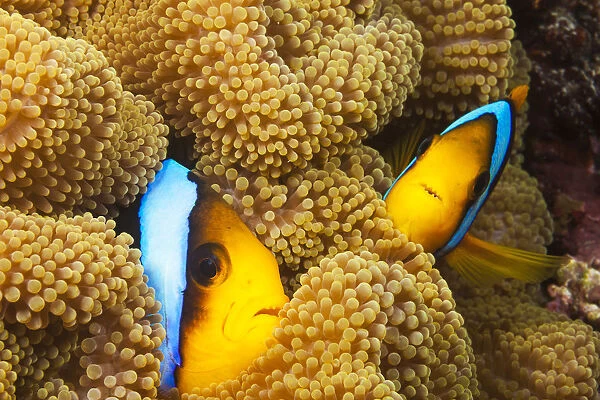 These Two Orange-Fin Anemonefish (Amphiprion Chrysopterus) Are Pictured Hiding In Their Host Anemone; Fiji