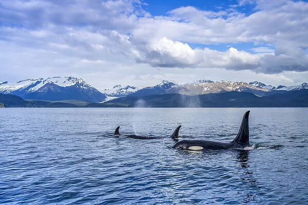 Orca Whales, Inside Passage, Alaska, USA