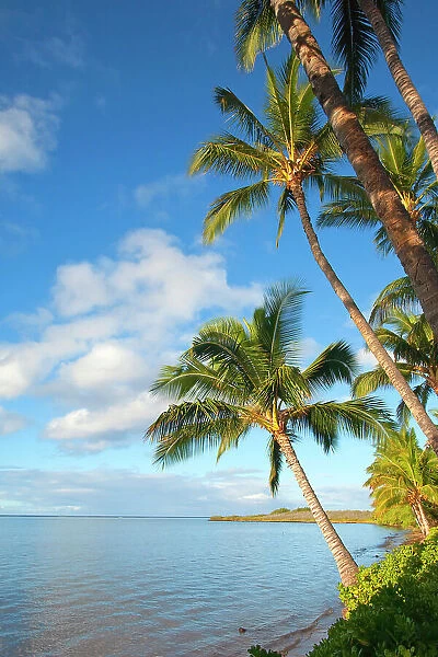 Palm Palm Trees Fronds Tree Ocean Shore Coast