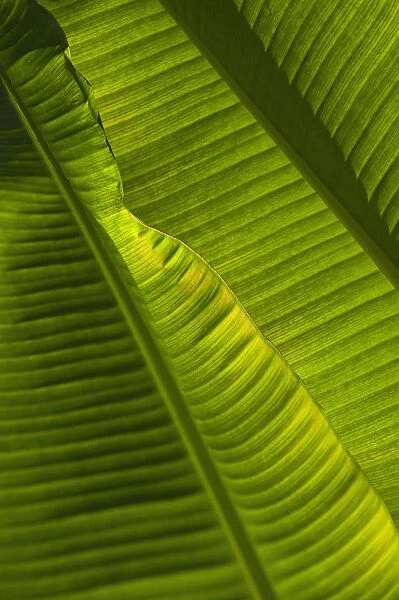 Detail Of Palm Tree; Barbados