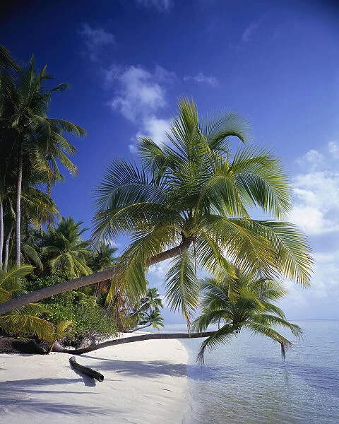 Palm trees leaning out to the ocean along a tropical beach, Maldives