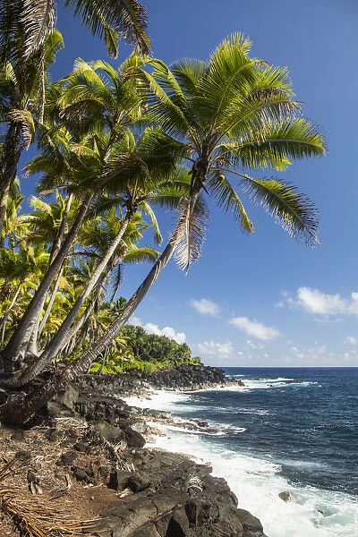Palm Trees Along The Puna Coastline, Near Kalapana; Island Of Hawaii, Hawaii, United States Of America