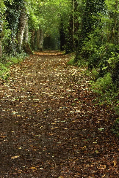 Path Through Woods; Cahir, County Tipperary, Ireland