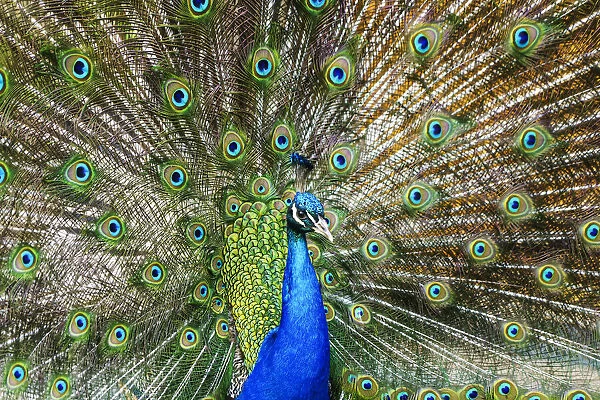 Peafowl Displaying Its Plumage; South Shields, Tyne And Wear, England