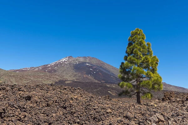 Pico del Teide Mountain with Pine Tree in Parque Nacional del Teide, Tenerife, Canary Islands, Spain