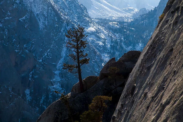 Pine tree on the high cliffs of the Whitney Portal and snowy Sierras, Lone Pine, California, USA