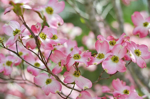 Pink Dogwood blossoms